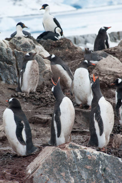 istock antartica mountains and wild penguins 976423658