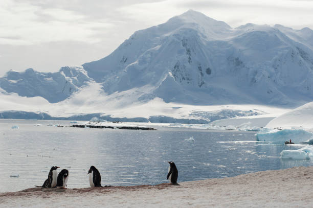 istock antartica mountains and wild penguins 976423660