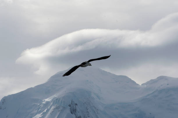 istock Antartica and its art 976424078