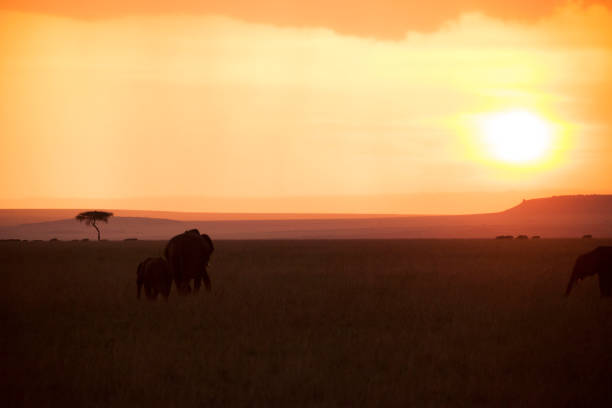 istock African wildlife 976429592