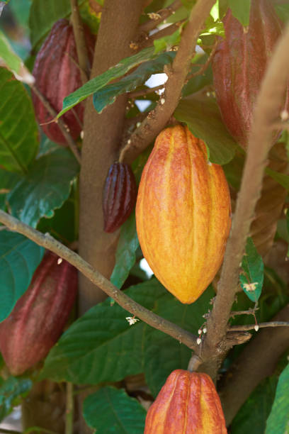 istock Colorful cacao pod on treee branch 976429710