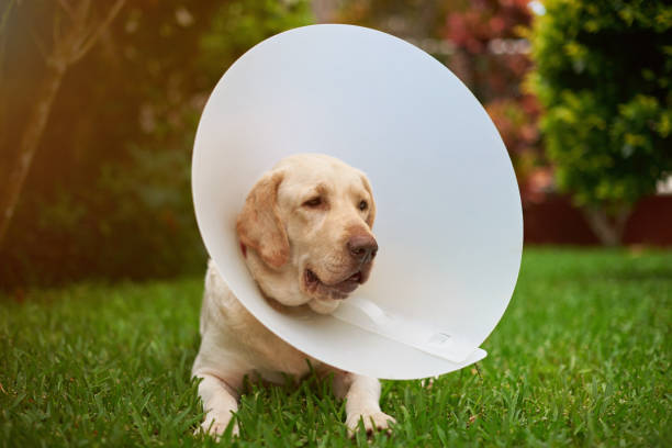 istock Injured labrador dog with cone collar 976429740