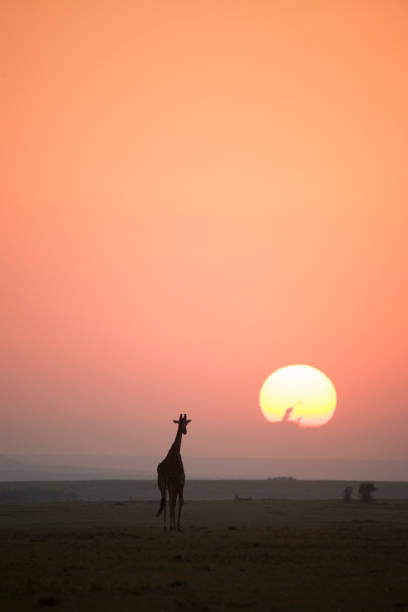 istock African wildlife and landscape 976429770