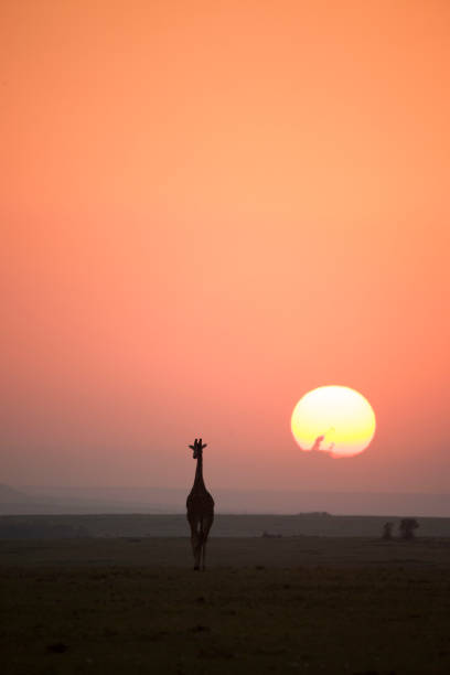 istock African wildlife and landscape 976429774