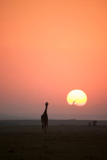 istock African wildlife and landscape 976429778