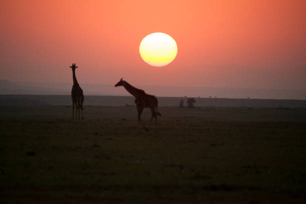 istock African wildlife and landscape 976429780