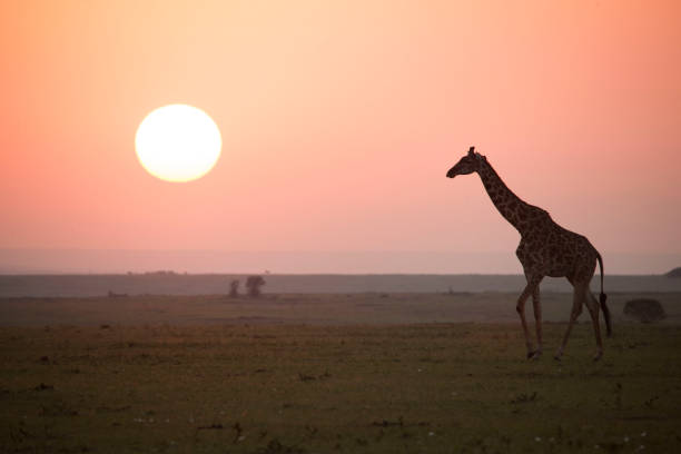 istock African wildlife and landscape 976429784