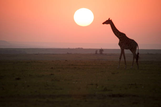 istock African wildlife and landscape 976429786