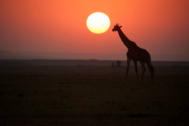 istock African wildlife and landscape 976429790