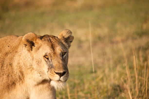 istock African wildlife and landscape 976429836