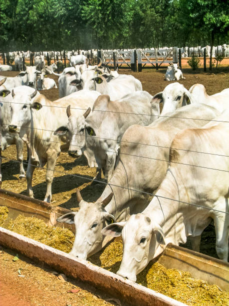 istock A group of cattle in confinement 976432418