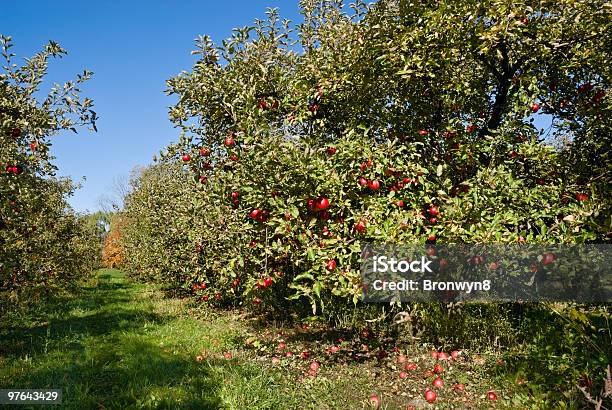 Photo libre de droit de Apple Orchard banque d'images et plus d'images libres de droit de Agriculture - Agriculture, Aliment, Arbre