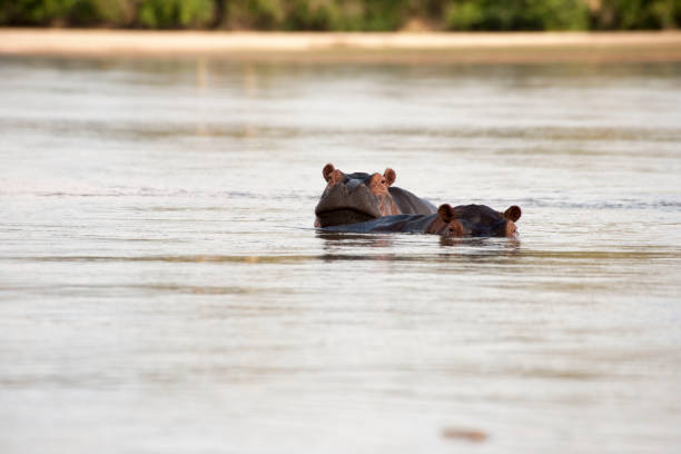 istock African wild life and animals 976434656