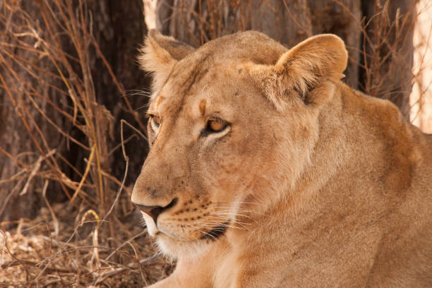 istock Wildlife in the African jungle 976434900