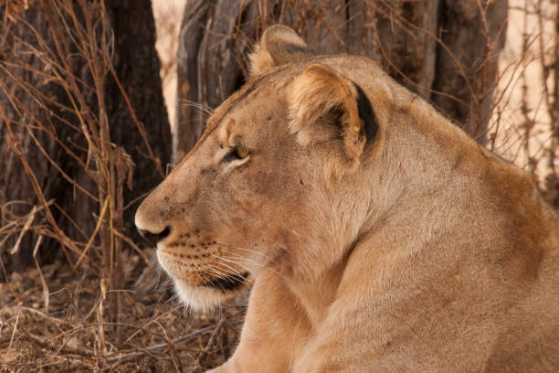 istock Wildlife in the African jungle 976434902