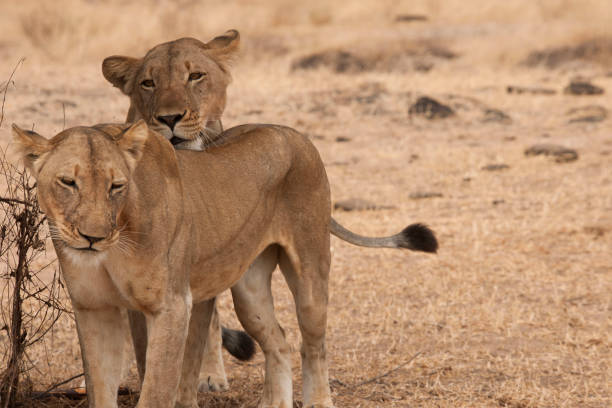 istock Wildlife in the African jungle 976434948