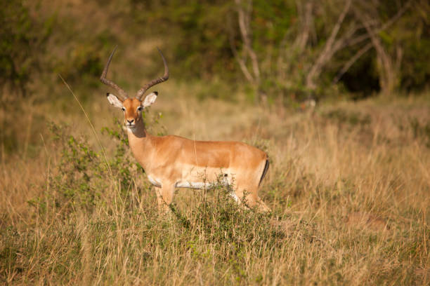 istock Wildlife in the African jungle 976435026