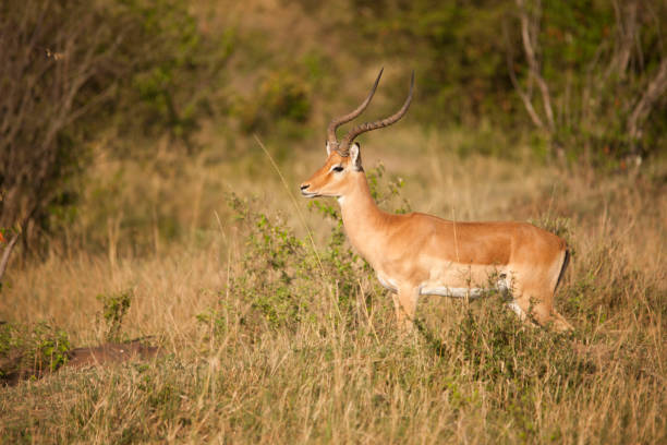 istock Wildlife in the African jungle 976435050