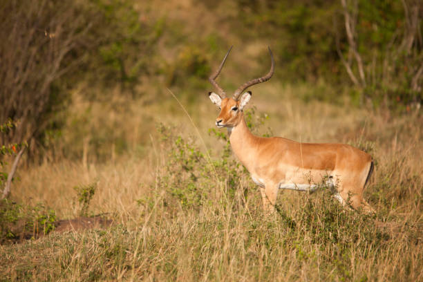istock Wildlife in the African jungle 976435052
