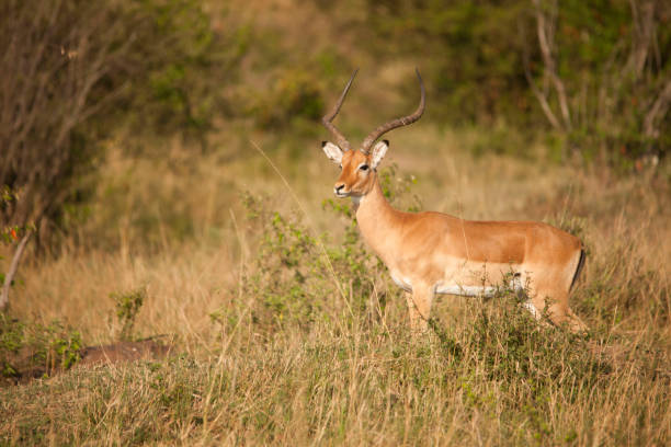 istock Wildlife in the African jungle 976435056