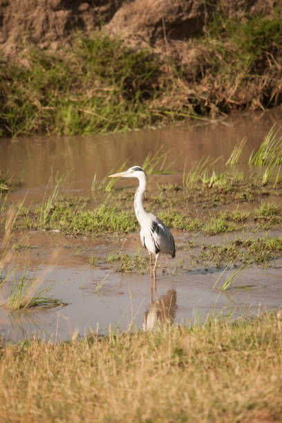 istock Wildlife in the African jungle 976435174