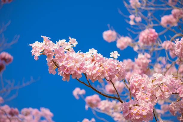 istock Tabebuia rosea is a Pink Flower neotropical tree and blue sky 976435178