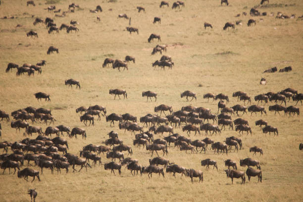 istock African wildlife and landscape 976437716