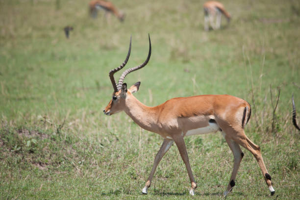 istock African wildlife and landscape 976437720