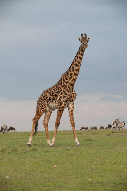 istock African jungle and the creatures that live there 976438292
