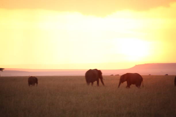 istock The African sunset 976441044