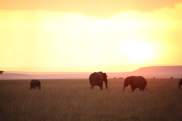istock The African sunset 976441050
