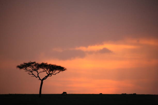 istock The African sunset 976441098