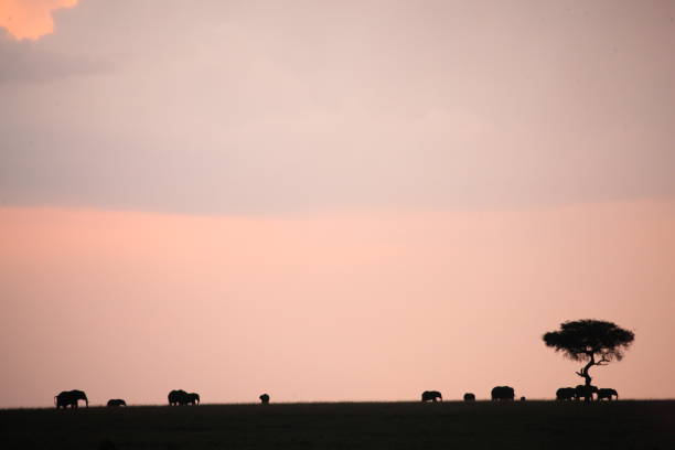 istock The African sunset 976441100