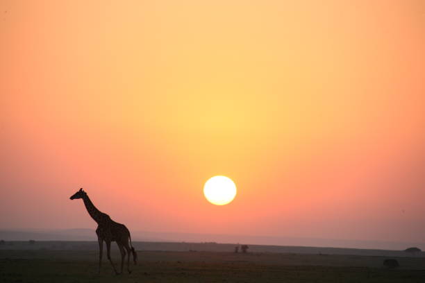 istock The African sunset 976441210