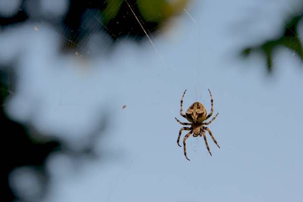 Spider in a web in Greece.