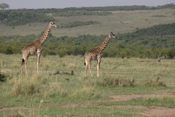 istock african giraffes in the wild 976444106