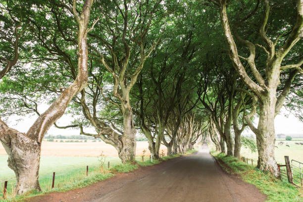 istock Dark Hedges in Northern Ireland, UK 976447128