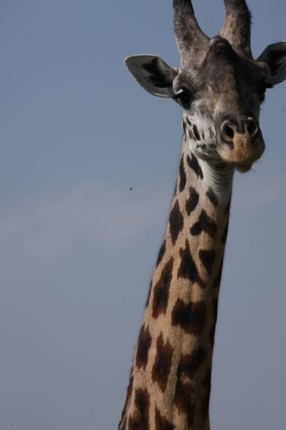 istock wild life on the African plains 976449696