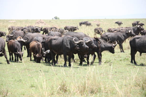 istock African safari viewing 976452360
