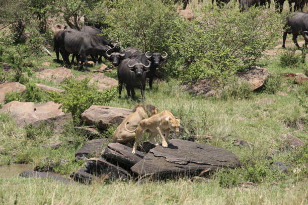 istock African safari trip 976454748