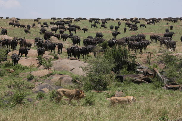 istock African safari trip 976454772