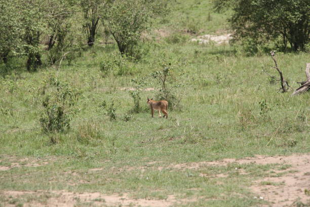 istock African safari photos 976455184