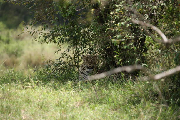 istock African safari photos 976455466