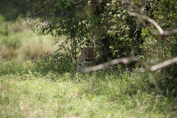 istock African safari photos 976455468