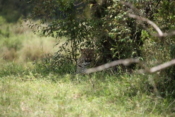 istock African safari photos 976455480