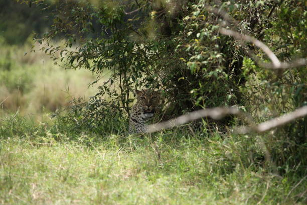 istock African safari photos 976457508