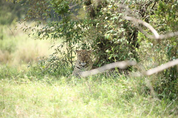istock African safari photos 976457510