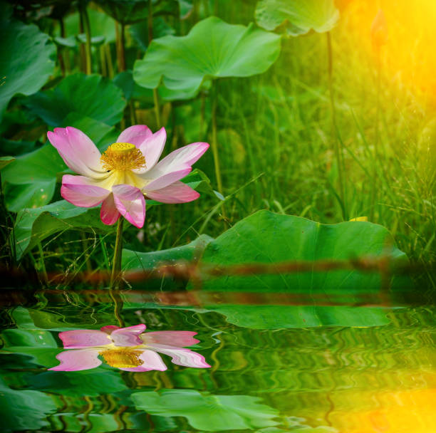 istock Beautiful lotus flower in pond 976462380
