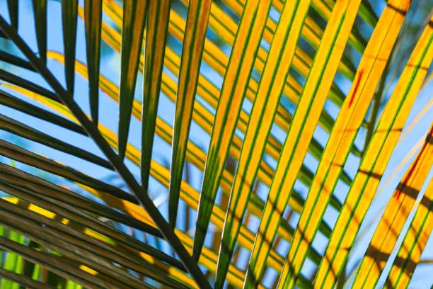 golden yellow palm leaves