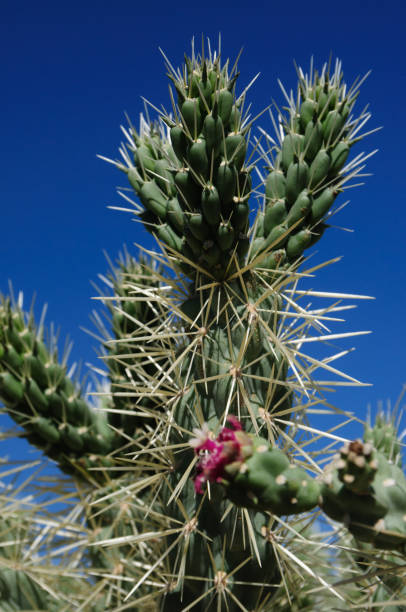 istock Giant Saguaro in Southern Arizon 976472420